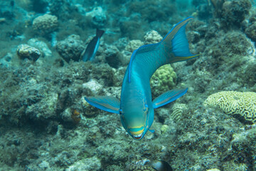 Seascape with Queen Parrotfish, coral, and sponge in the coral reef of the Caribbean Sea, Curacao