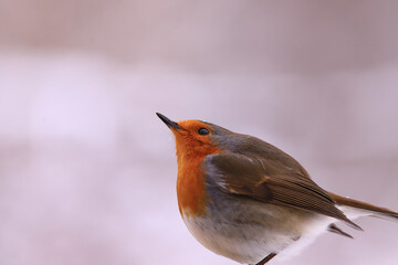 The robin looks up with his head up...