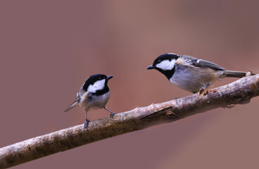 Two Coal tit sit on a branch facing each other on a blurry brown background