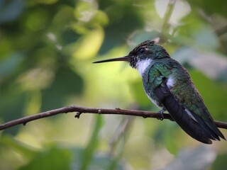 COLIBRI GARGANTA BLANCA © JUANPABLO