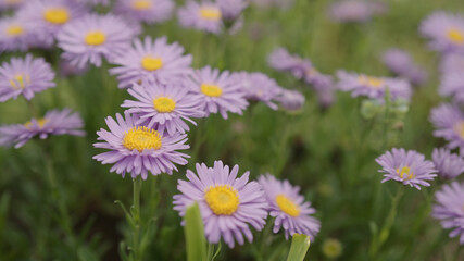 Fototapeta premium purple alpine aster flowers closeup