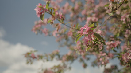 pink apple tree blossom in late sprink or early summer
