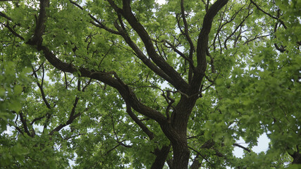 Obraz premium low angle shot of old oak tree in summer