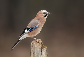 Eurasian jay bird ( Garrulus glandarius )