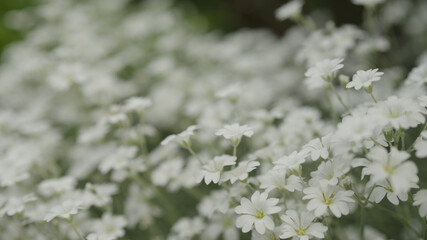 white Cerastium flowers close up