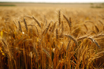 Backdrop of ripening ears of yellow wheat field. Growth nature harvest. Agriculture farm.