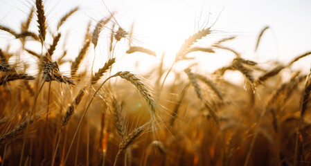 Fototapeta premium Backdrop of ripening ears of yellow wheat field. Growth nature harvest. Agriculture farm.