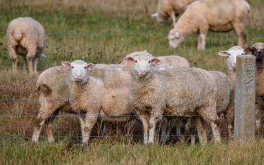 Obraz premium Sheep in field on farm