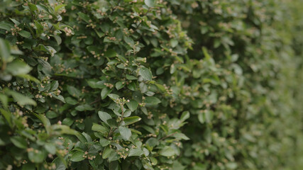 Slow motion green fence gimbal shot