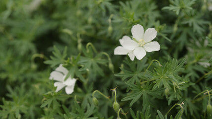white geranium flowers close up