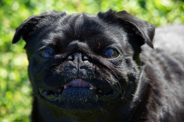 Closeup of pug dog looking at camera