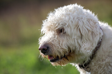 Close up of white labradoodle dog with collar and green background