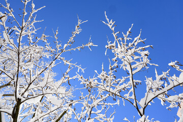 tree branches covered in snow against a bright blue sky 