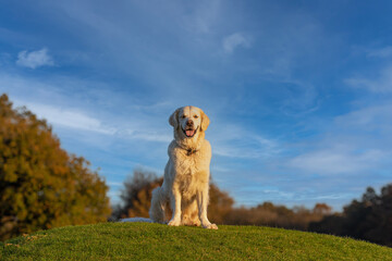 Golden retriever dog sitting in the middle of grass on a small hill with blue sky background