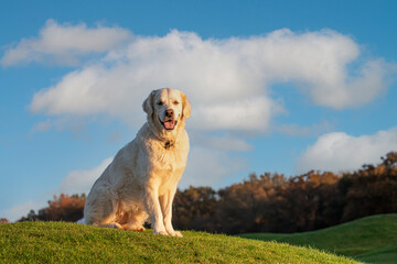 Golden retriever sitting in the grass looking at the camera in beautiful afternoon light