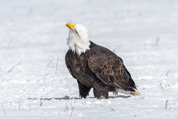 American bald eagle in the snow looking up and to the left