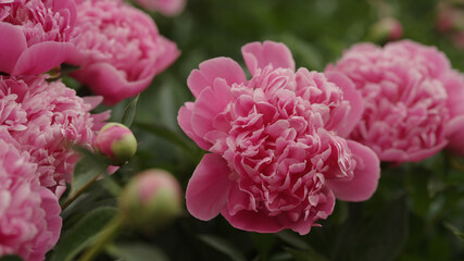 bright pink peony flower closeup