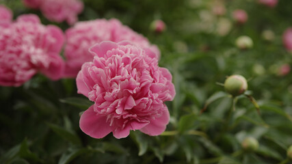 bright pink peony flower closeup