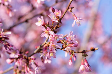 Prunus incam okame cherry ornamental small tree flowers in bloom, beautiful pink plant flowering branches - Powered by Adobe