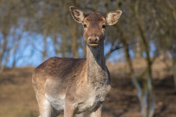 Dama European fallow deer brown color wild ruminant mammal on pasture in autumn winter time, beautiful woodland animal