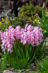 Obraz premium Hyacintus orientalis early spring flowering plant in bloom, group of ornamental flowering flowers in the garden