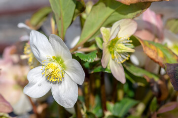 Helleborus niger white pink early winter flowering plant, amazing mountain flowers in bloom
