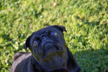 Small black dog pug looking up with a green background