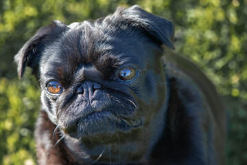 Small black pug dog head closeup with shiny brown eyes