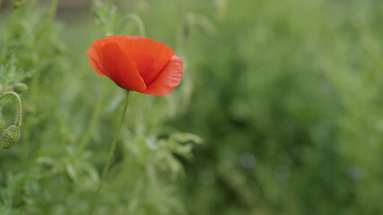 red poppy flower close up