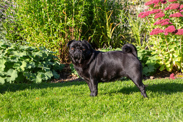 Small black pug dog in the grass by flowers standing and looking