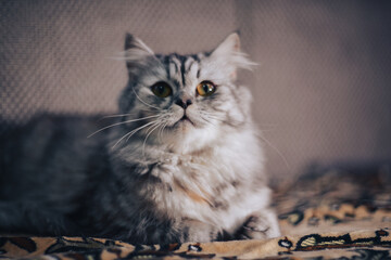 beautiful grey cat of the Persian exotic breed