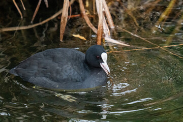 Coot (Fulica atra) feeding while floating in the water 