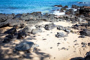 Fototapeta na wymiar Sleeping green turtle in Maui