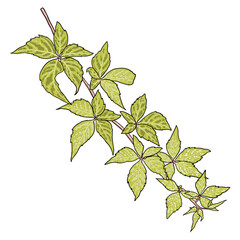 Green climbing ivy creeper branch twig, hand drawing from real plant. Ivy botanical decorative vine or floral brush. Sprig or sprout branch of city garden green ivy. Vector.