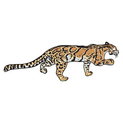Leopard, wild cat portrait. Hand drawn sketch of clouded leopard. Vector.