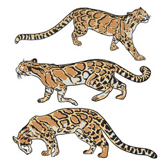 Leopard set, wild cat drawing, Clouded leopard from Himalayan. Hand drawn wildcat hunting. Vector.