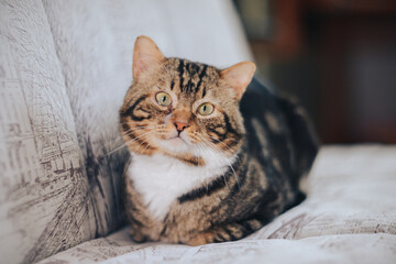 Obraz premium adult favorite tricolor pet kitten