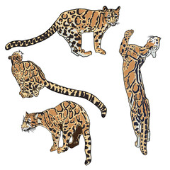 Leopard set, wild cat drawing, Clouded leopard from Himalayan. Hand drawn wildcat hunting. Vector.