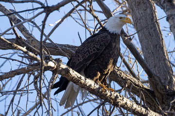 A wild bald eagle in flight at Cherry Creek State Park during the day in Colorado.