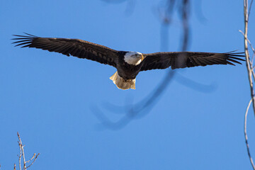 A wild bald eagle in flight at Cherry Creek State Park during the day in Colorado.