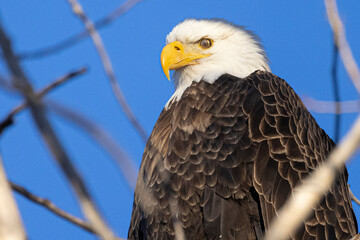 A wild bald eagle perched on a tree during the day in Cherry Creek State Park in Colorado.