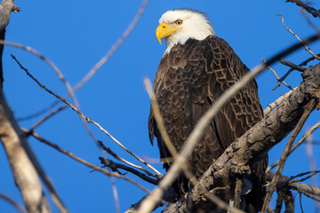 A wild bald eagle perched on a tree during the day in Cherry Creek State Park in Colorado.