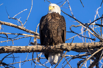 A wild bald eagle perched on a tree during the day in Cherry Creek State Park in Colorado.