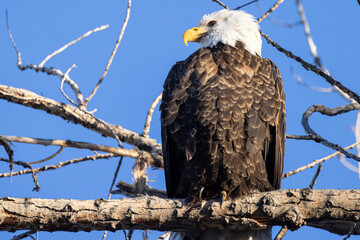 A wild bald eagle perched on a tree during the day in Cherry Creek State Park in Colorado.