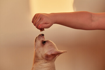 The dog is reaching for food. A child's hand holds a treat for a pet. The girl trains the dog at...