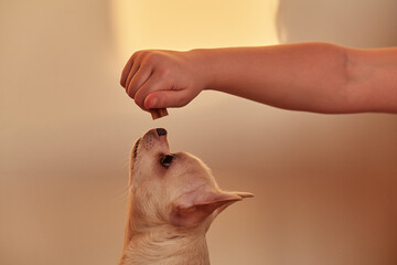 Naklejka premium The dog is reaching for food. A child's hand holds a treat for a pet. The girl trains the dog at home. Chihuahua muzzle close-up.