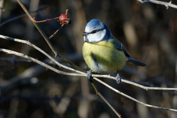 Eurasian Blue Tit (Cyanistes caeruleus)