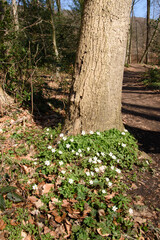 Das Buschwindröschen, Anemone nemorosa zählt zu den einheimischen Frühblühern, das im zeitigen Frühjahr im Unterholz von Wäldern seine sternförmigen, bis zu vier Zentimeter großen Blüten öffnet.