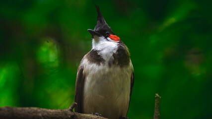 red billed hornbill © Dev