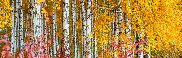 Birkenhain am sonnigen Herbsttag, schöne Landschaft durch Laub und Baumstämme, Panorama, horizontales Banner